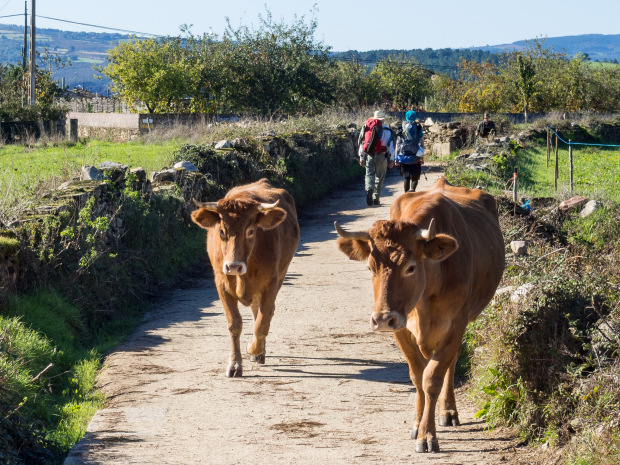 CAMINO DE SANTIAGO